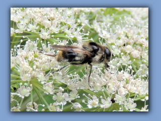 Hoverfly - Cheilosia illustrata. In Hetton Park 29th July 2021 2.jpg